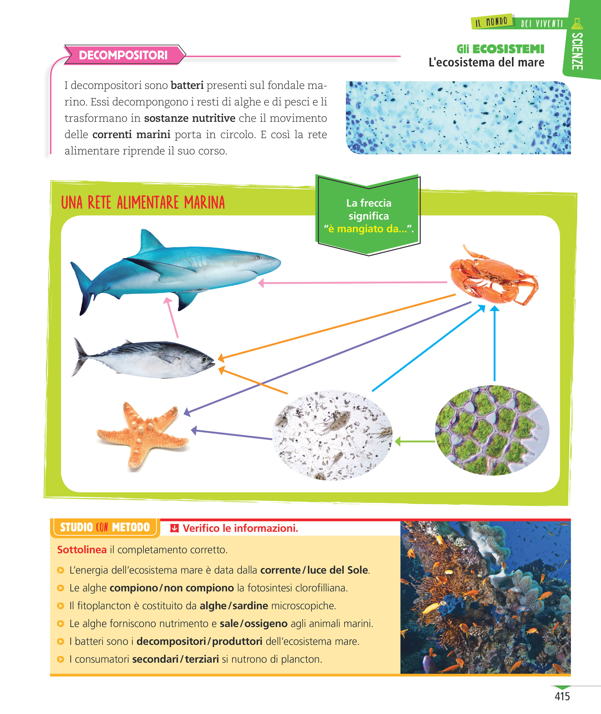 animali marini microscopici