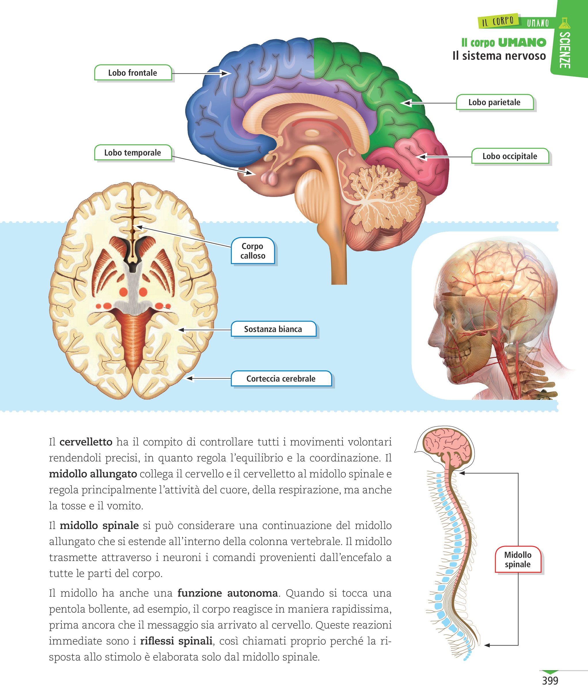 cervello e midollo spinale